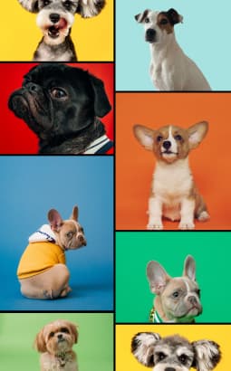 ACACED Chien - acaced