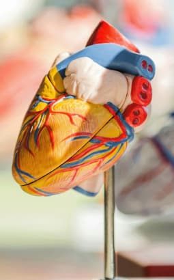 Les facteurs de risques cardiovasculaires : de l'hypertension artérielle au diabète - facteurs_rcv_gyn_fc